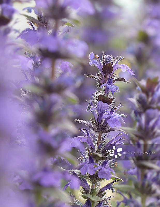 保加利亚紫色植物特写图片素材
