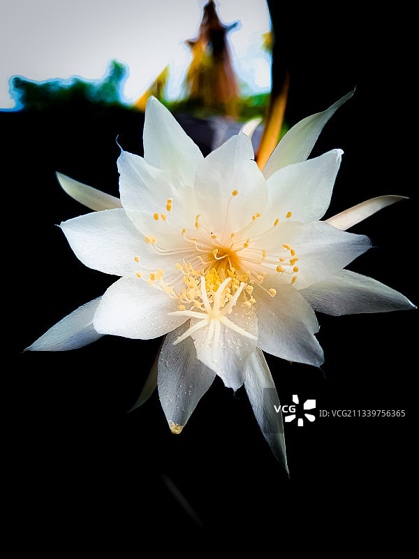 黑色背景下的白色睡莲特写图片素材