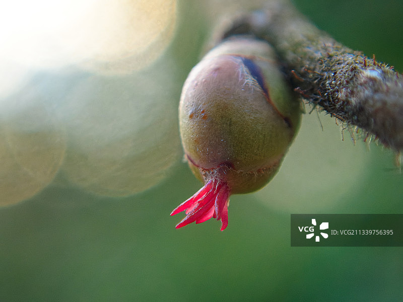 不莱梅花蕾特写图片素材