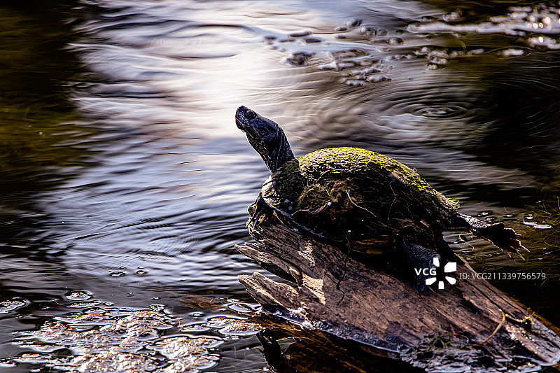 栖息在木头上的乌龟高角度视图图片素材