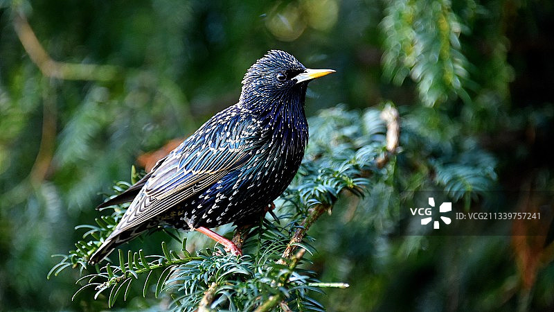 栖息在树上的椋鸟特写图片素材