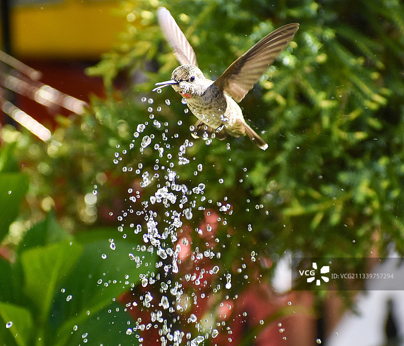 蓝宝石蜂鸟飞过树旁特写图片素材