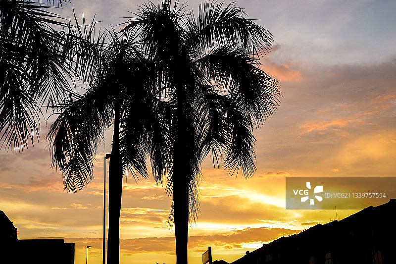 日落时分马来西亚武吉拉惹镇的棕榈树剪影图片素材
