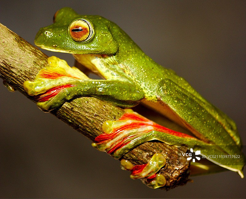 树枝上的树蛙特写图片素材
