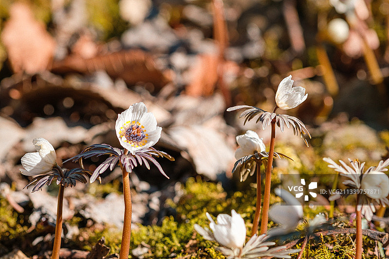 田野上白色开花植物的特写图片素材
