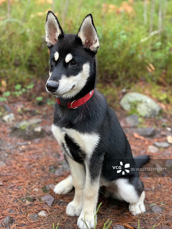 雪橇犬在挪威的田野上图片素材