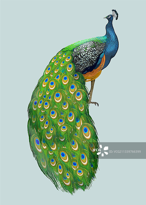 手绘孔雀图片素材