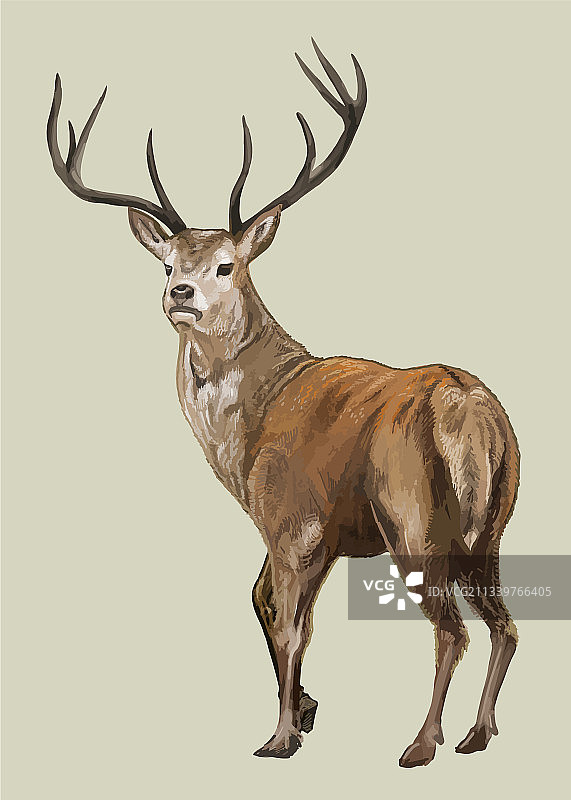 手绘鹿图片素材