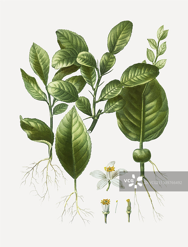 泰国青柠叶图片素材