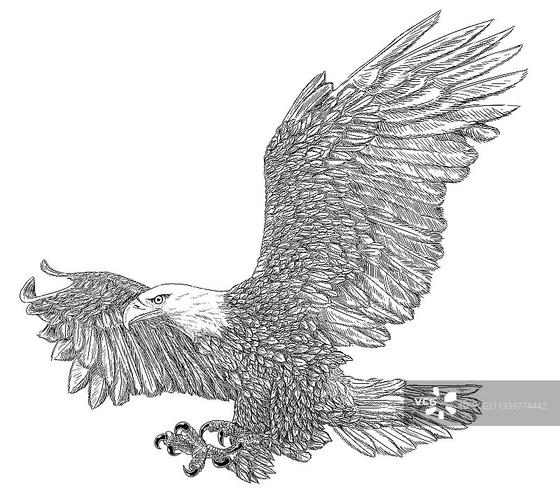 白色背景上的秃鹰着陆草图图片素材