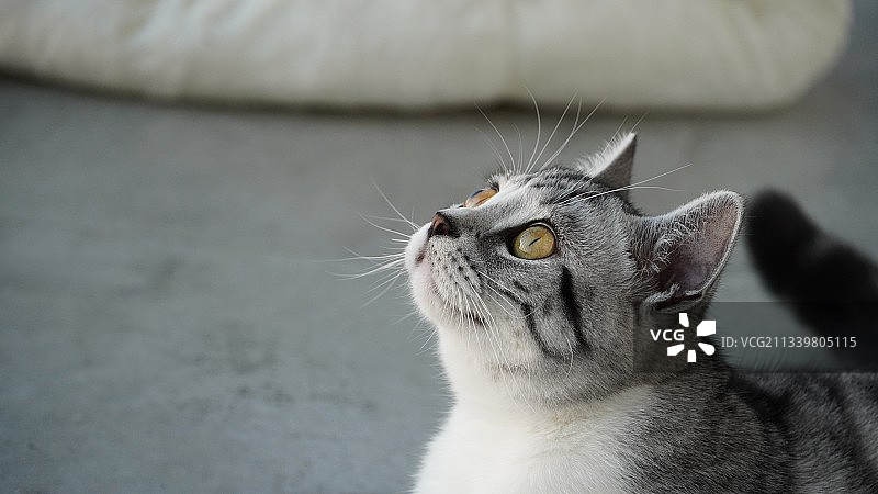 猫咪也要抬头看看天空图片素材