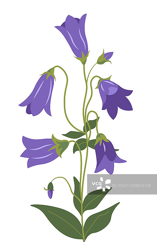 盛开的 Campanula 钟花植物图片素材