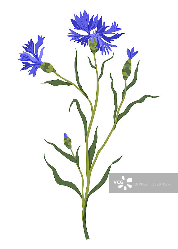 盛开的矢车菊装饰性野花图片素材