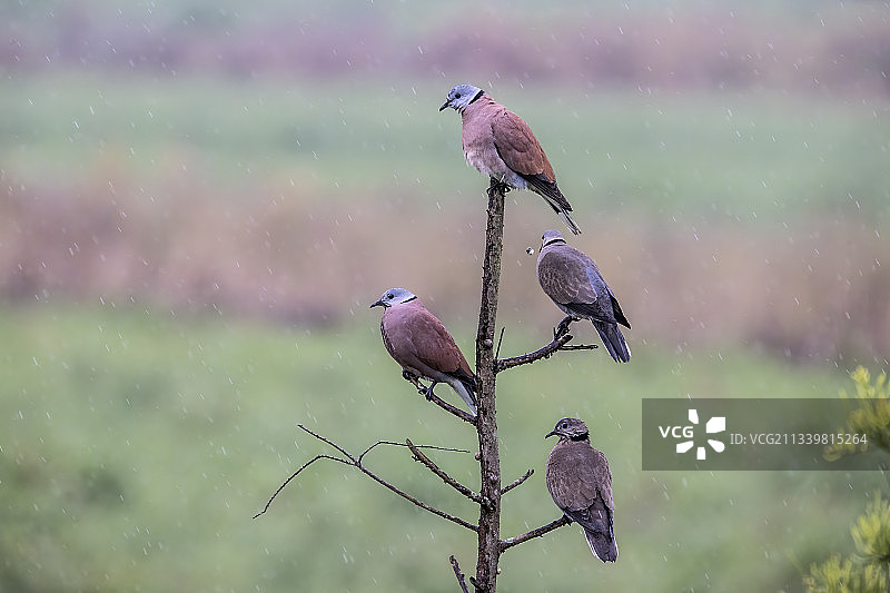 鸟栖息在树枝上的特写镜头图片素材