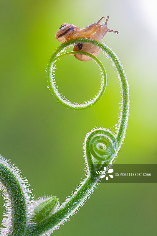 两只停留在藤蔓上的蜗牛图片素材