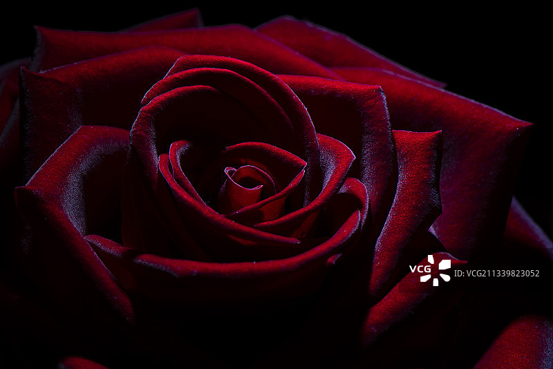 玫瑰花图片素材