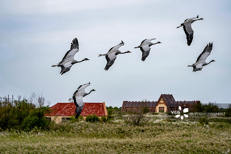 《蓑羽鹤》图片素材