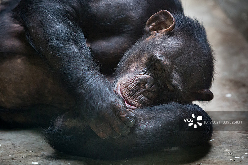 黑猩猩图片素材