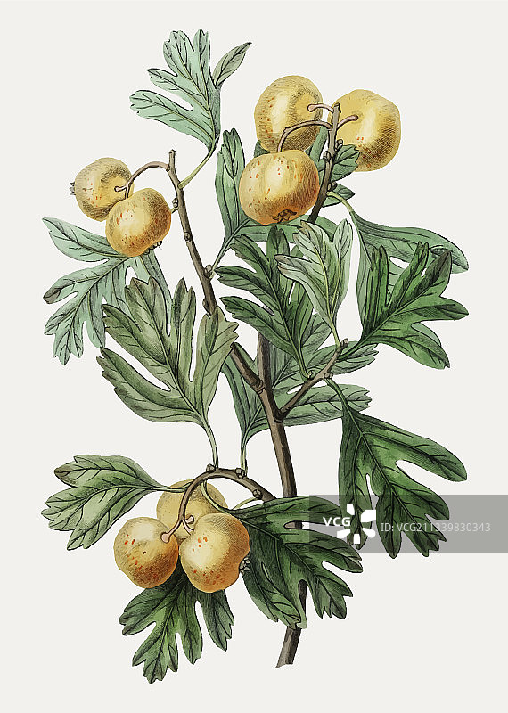 地中海Medlar图片素材