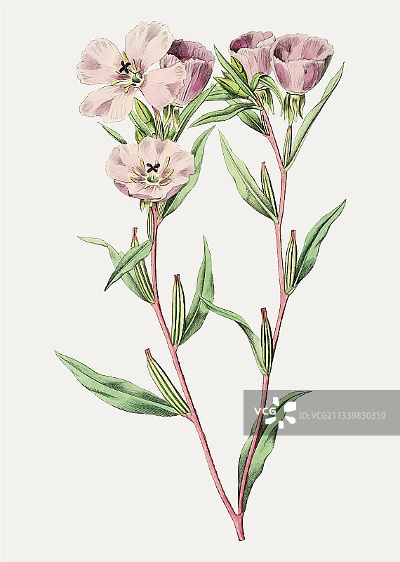 粉色孤挺花枝条图片素材