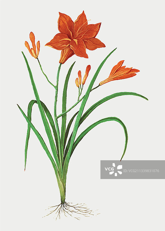 复古风格的橙色萱草图片素材