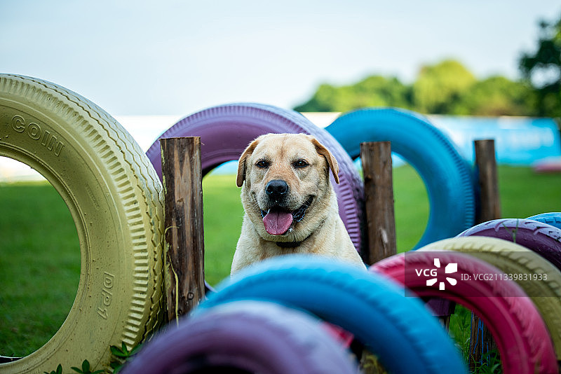 狗狗的拍摄图片素材