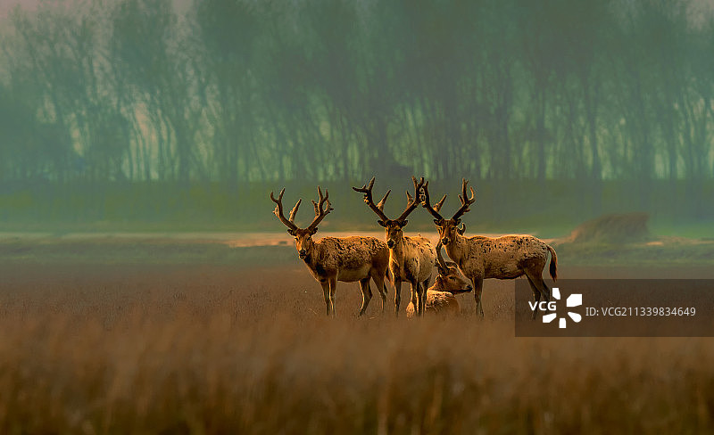 麋鹿----晨曦照麋鹿图片素材