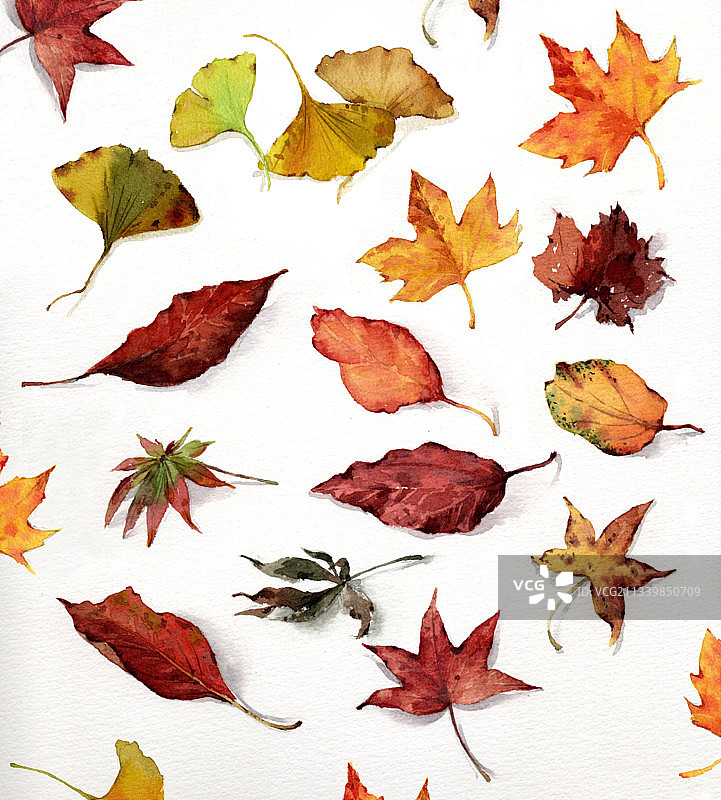 水彩秋天的落叶图片素材