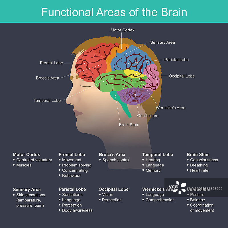 大脑功能区域图片素材