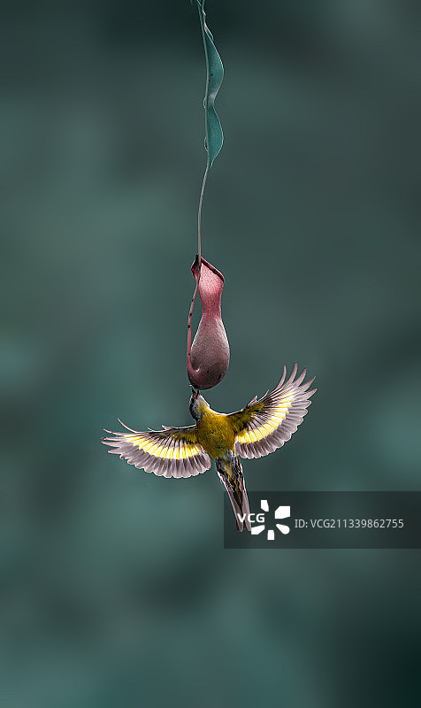 山椒鸟（雌鸟图片素材