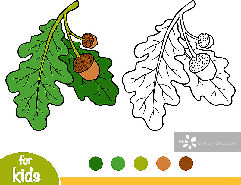 橡树枝涂色书图片素材