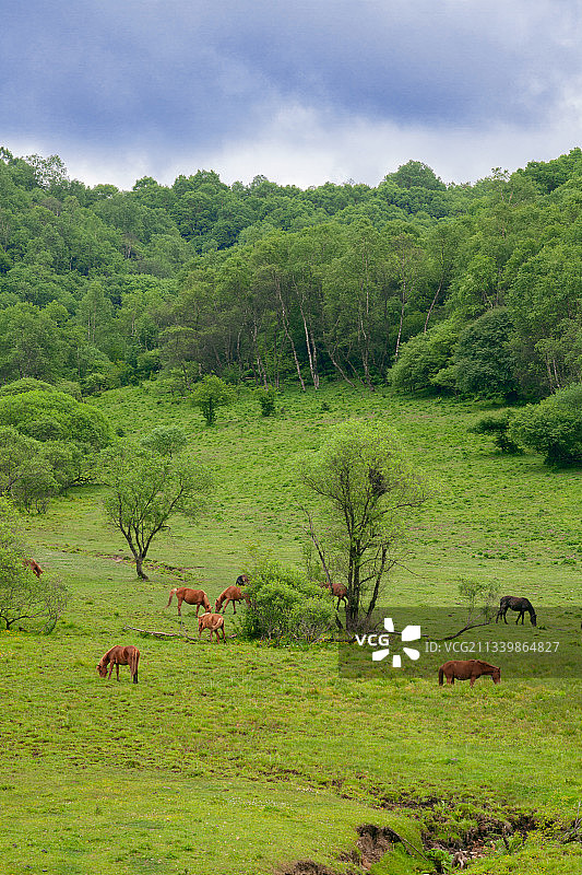 陕西关山草原图片素材