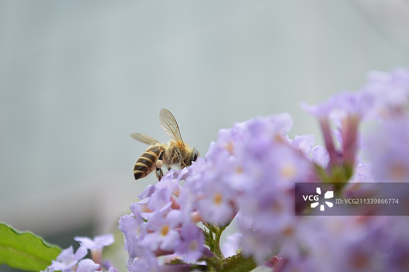 遇见.自然.蜜蜂图片素材