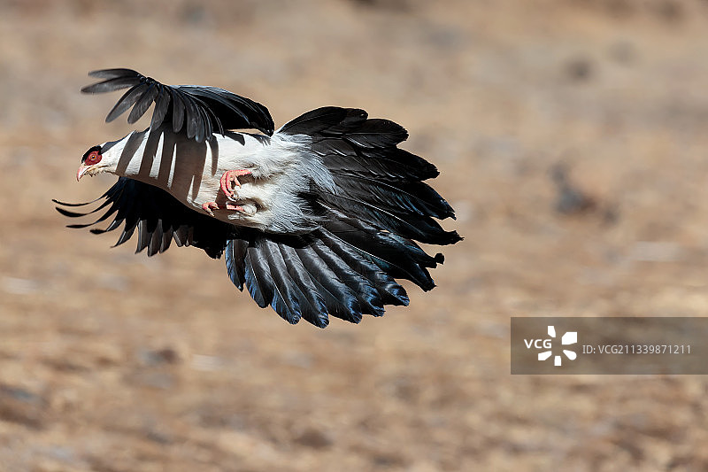 白马鸡图片素材