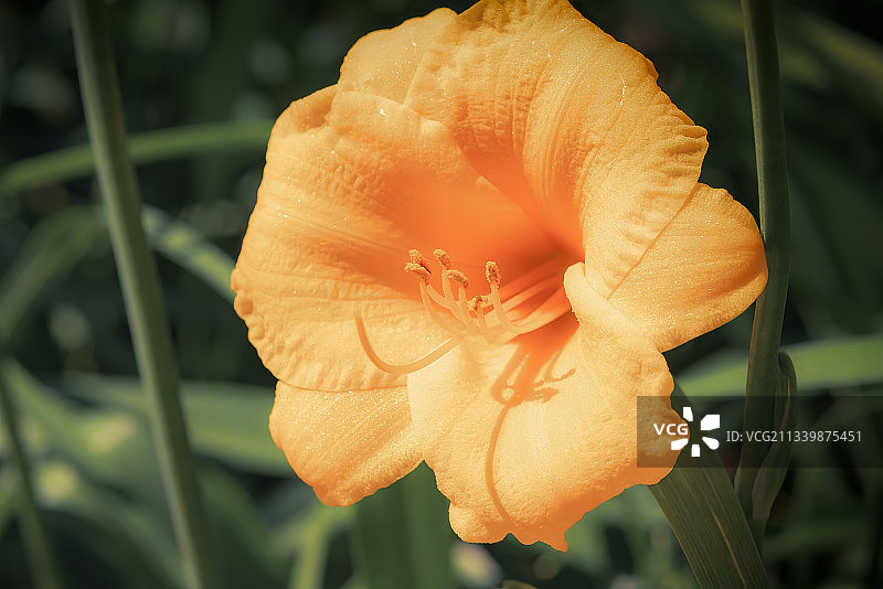 金娃娃萱草花图片素材