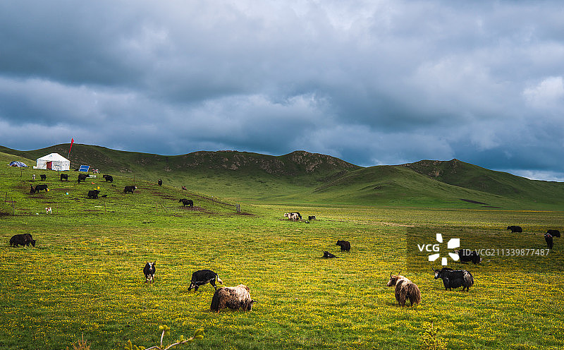 西部牧场图片素材