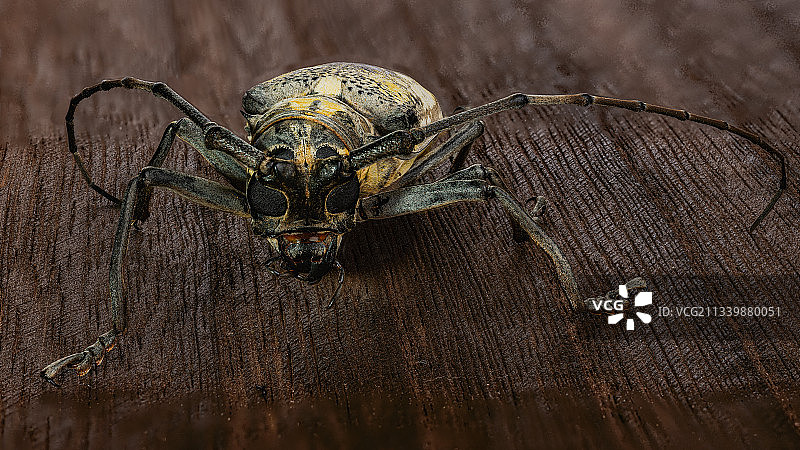 景深合成试拍图片素材