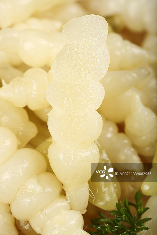 深底上的螺丝菜图片素材