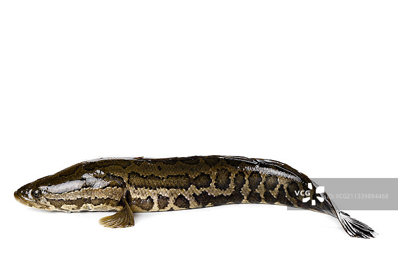 白底上放着 一条活黑鱼图片素材