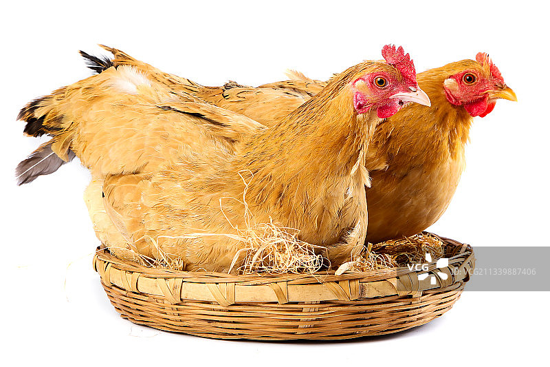 白底上的老母鸡图片素材