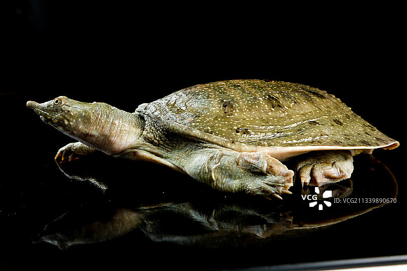 木板上放着大甲鱼图片素材