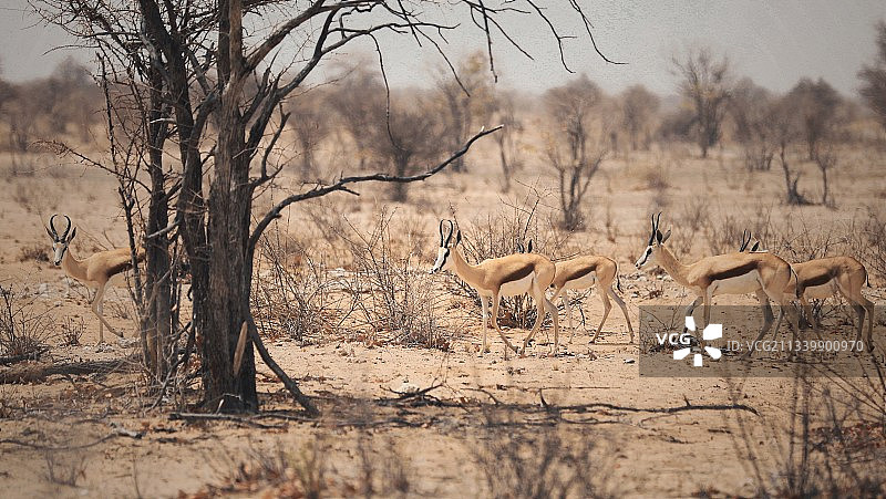 旱季丛林中觅食的跳羚图片素材