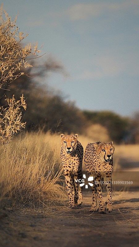 非洲猎豹图片素材