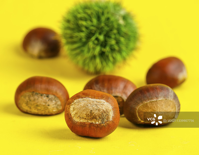 黄底上的迁西板栗图片素材