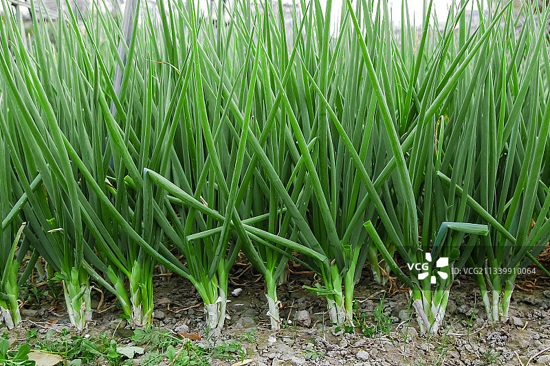 地里长着小葱图片素材