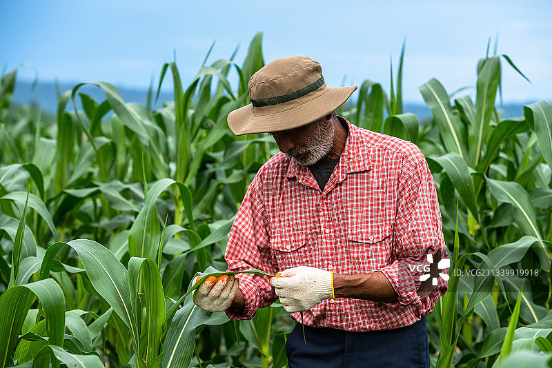 在泰国Sangkhom的玉米地里工作的年长农民图片素材