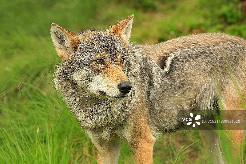 北极狼图片素材