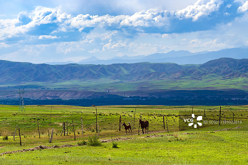 上学路上（昭苏草原）图片素材