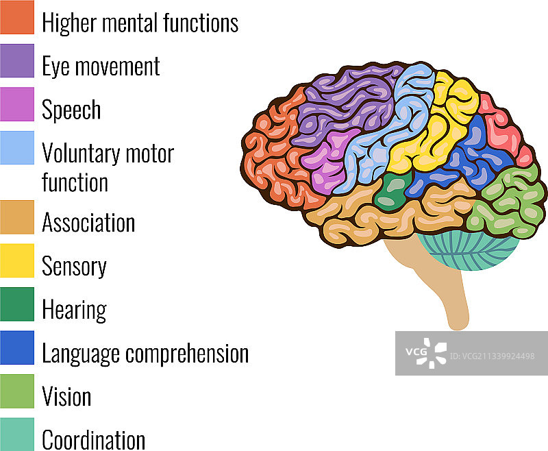 大脑解剖结构图片素材