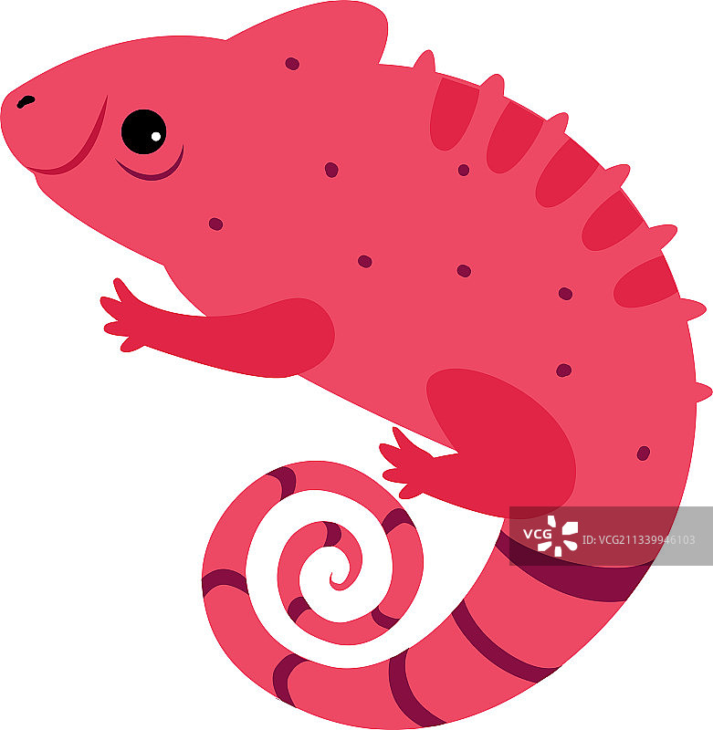 可爱的变色龙热带动物图片素材